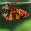 Multicolor/ Galaxy Koi Plakat- Female- 13 Weeks Old