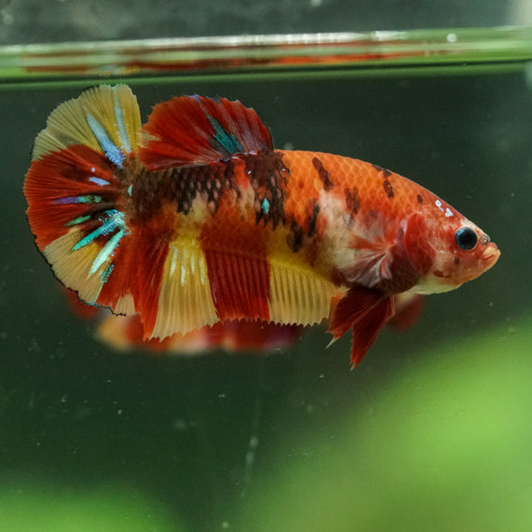 Multicolor/ Galaxy Koi Plakat- Female- 13 Weeks Old