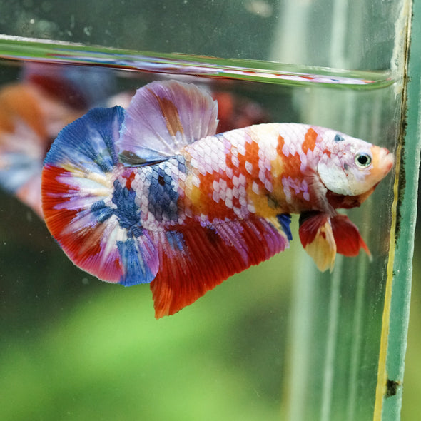 Multicolor/Galaxy Koi Plakat -16 weeks Old