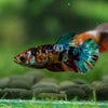 Multicolor/ Galaxy Koi Plakat - Female- 13 Weeks Old