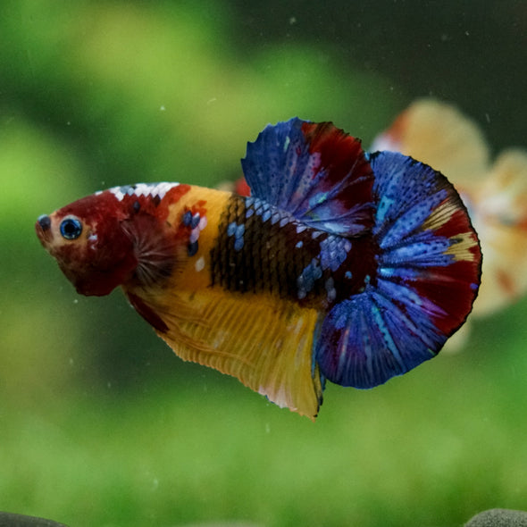 Multicolor/Galaxy Koi Plakat -16 weeks Old