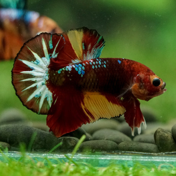 Multicolor/Galaxy Koi Plakat -16 weeks Old