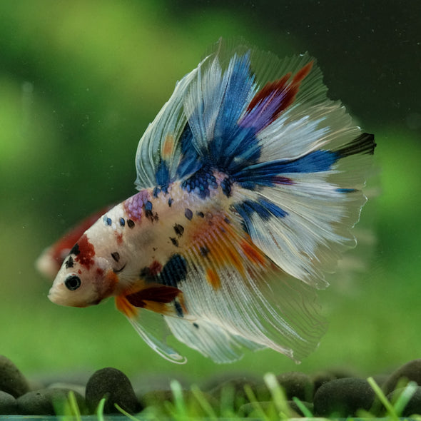 Galaxy/Candy Koi Halfmoon - 13 weeks old