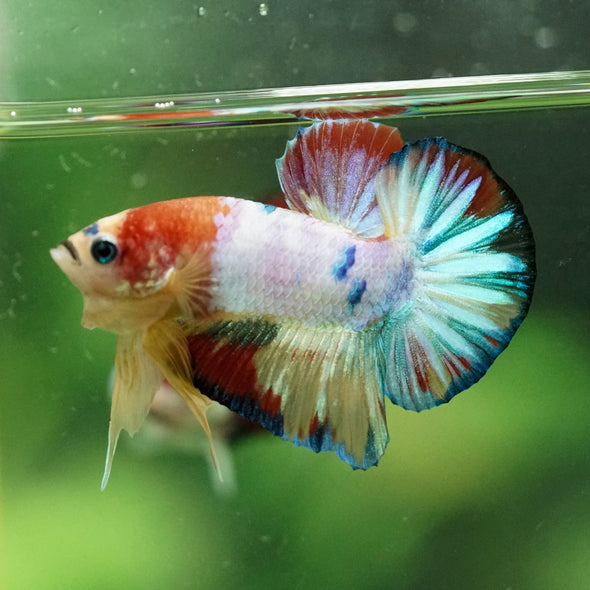 Multicolor/Galaxy Koi Plakat -10 weeks Old