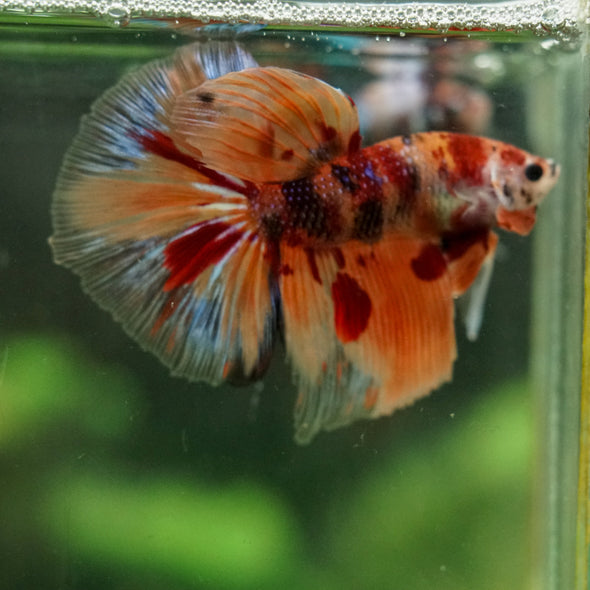 Galaxy/Candy Koi Halfmoon - 14 weeks old