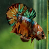 Multicolor/Galaxy Koi Plakat -16 weeks Old