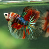 Galaxy/Candy Koi Halfmoon - 11 weeks old