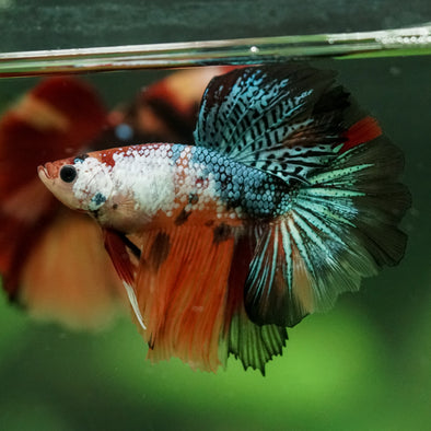 Galaxy/Candy Koi Halfmoon - 10 weeks old