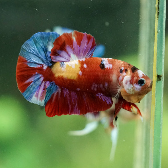 Multicolor/Galaxy Koi Plakat -15 weeks Old