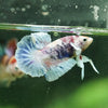 Multicolor/Galaxy Koi Plakat -10 weeks Old