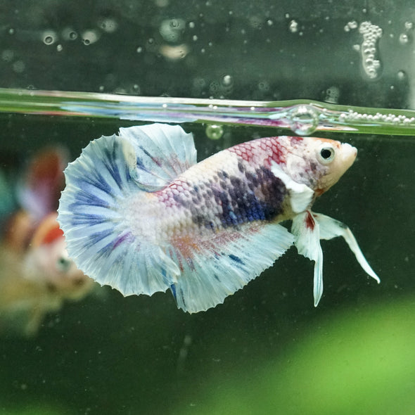 Multicolor/Galaxy Koi Plakat -10 weeks Old