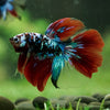 Black Base Galaxy Koi Halfmoon (Avatar) - 14 weeks old
