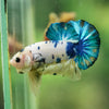 Multicolor/Galaxy Koi Plakat -16 weeks Old