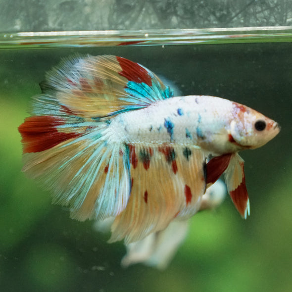 Galaxy/Candy Koi Halfmoon - 13 weeks old