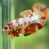 Multicolor/Galaxy Koi Plakat -16 weeks Old