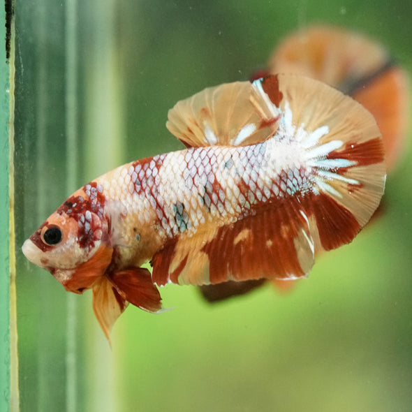 Multicolor/Galaxy Koi Plakat -16 weeks Old