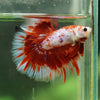 Galaxy/Candy Koi Halfmoon - 14 weeks old