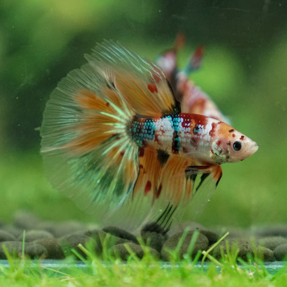 Galaxy Koi Halfmoon - 13 weeks old