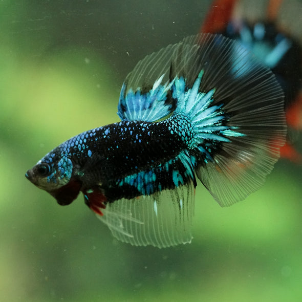 Black Base Galaxy/Candy Koi Halfmoon - 14 weeks old