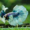 Dumbo Halfmoon - 12 weeks old