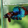 Multicolor/Galaxy Koi Plakat -16 weeks Old