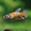 Multicolor/ Galaxy Koi Plakat- Female- 13 Weeks Old