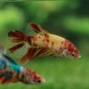 Multicolor/ Galaxy Koi Halfmoon- Female- 13 Weeks Old