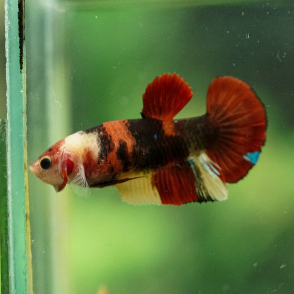 Multicolor/ Galaxy Koi Plakat- Female- 13 Weeks Old
