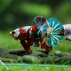 Multicolor/Galaxy Koi Plakat -16 weeks Old