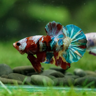 Multicolor/Galaxy Koi Plakat -16 weeks Old
