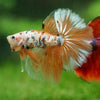Galaxy/Candy Koi Halfmoon - 14 weeks old