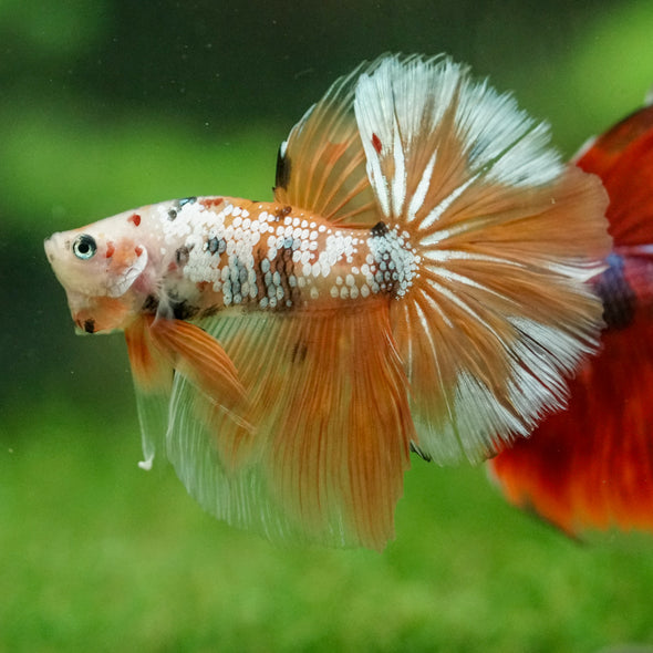 Galaxy/Candy Koi Halfmoon - 14 weeks old
