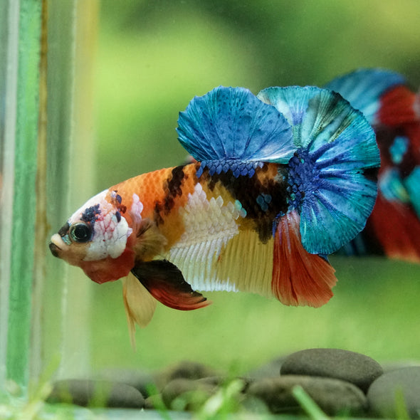 Multicolor/Galaxy Koi Plakat -16 weeks Old