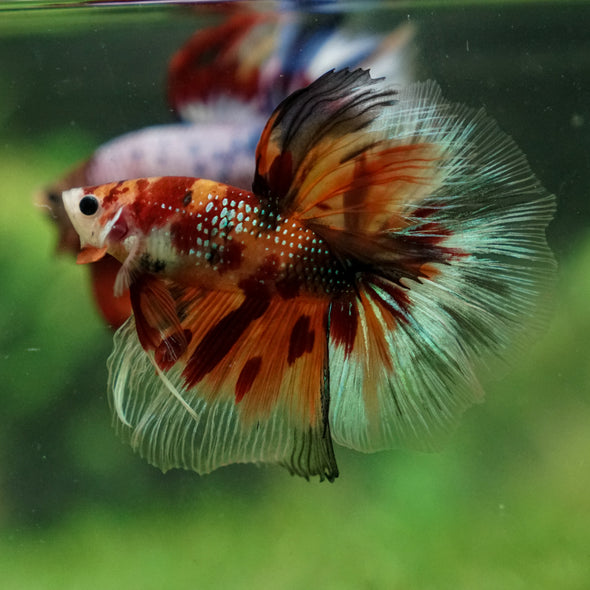 Galaxy/Candy Koi Halfmoon - 13 weeks old