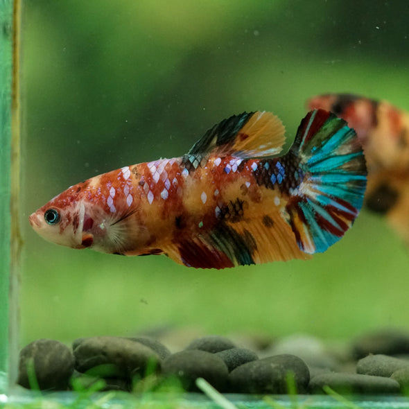 Multicolor/ Galaxy Koi Plakat- Female- 13 Weeks Old
