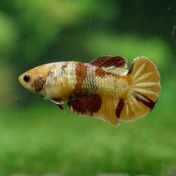 Multicolor/ Galaxy Koi Plakat - Female- 13 Weeks Old