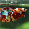 Multicolor/Galaxy Koi Plakat -16 weeks Old