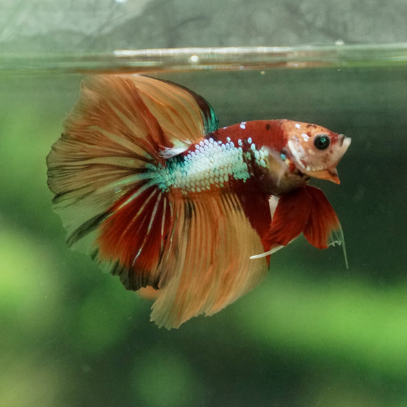 Candy/Galaxy Koi Halfmoon - 11 weeks old