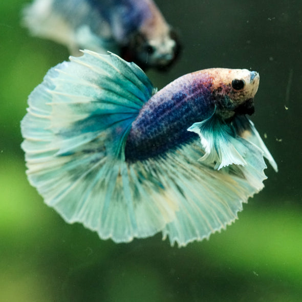 Dumbo Halfmoon - 12 weeks old
