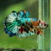 Multicolor/Galaxy Koi Plakat -16 weeks Old