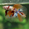 Galaxy/Candy Koi Halfmoon - 13 weeks old