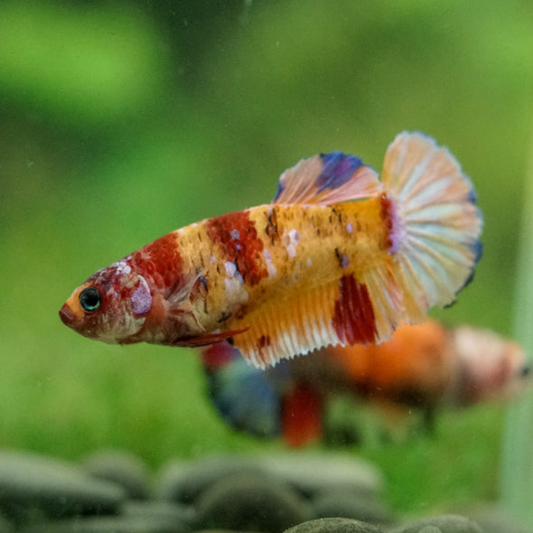 Multicolor/ Galaxy Koi Plakat- Female- 13 Weeks Old