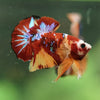 Multicolor/Galaxy Koi Plakat -16 weeks Old