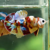 Multicolor/Galaxy Koi Plakat -16 weeks Old