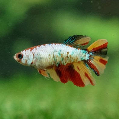 Multicolor/ Galaxy Koi Halfmoon- Female- 13 Weeks Old