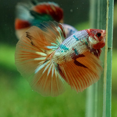 Galaxy Koi Halfmoon - 13 weeks old