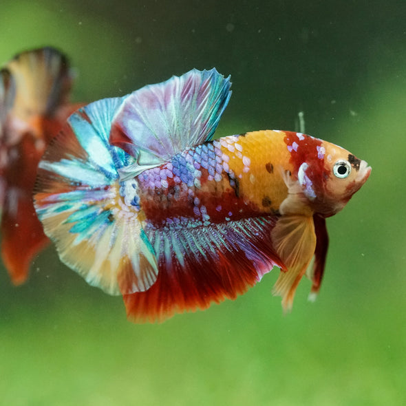 Multicolor/Galaxy Koi Plakat -16 weeks Old