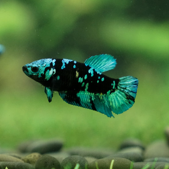 Black Galaxy Koi Plakat (Avatar) - Female- 13 Weeks Old