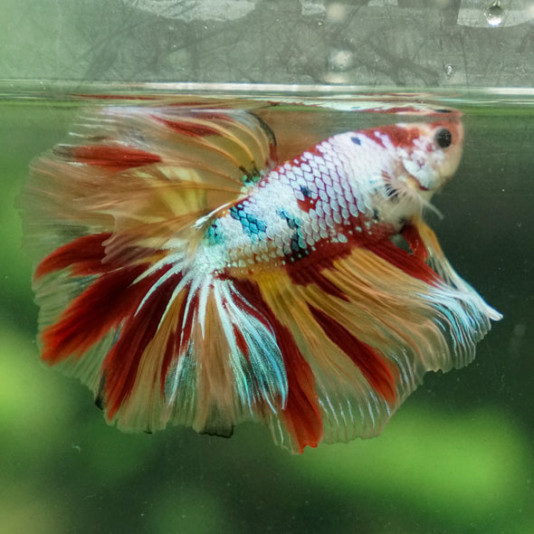 Candy/Galaxy Koi Halfmoon - 15 weeks old