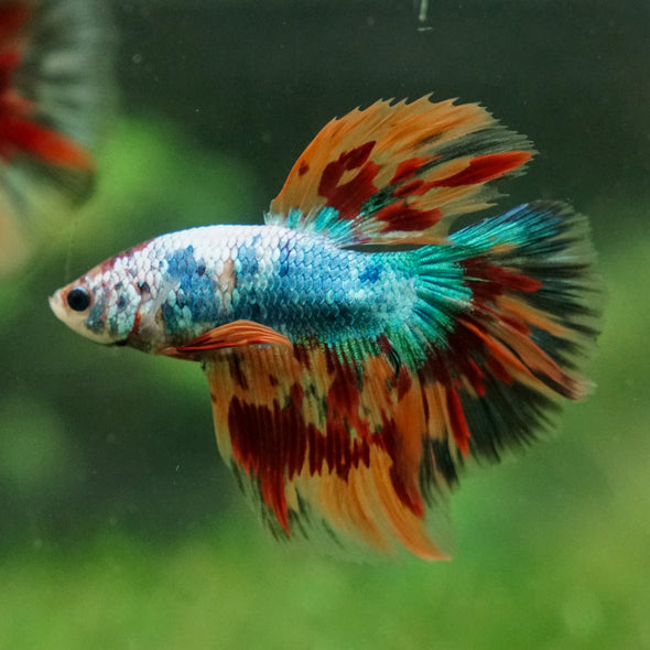 Galaxy/Candy Koi Halfmoon - 13 weeks old